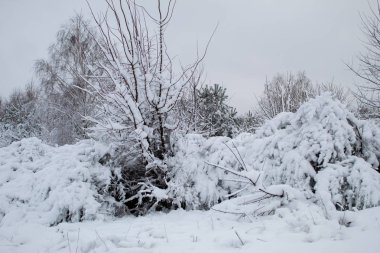Kar fırtınası ve kar yağışı. Şehir parkındaki güzel kar manzarası. Ormanda kış. Yeni yıl manzarası. Ağaçlarda taze kar..