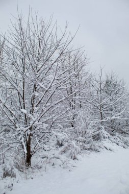 Kar fırtınası ve kar yağışı. Şehir parkındaki güzel kar manzarası. Ormanda kış. Yeni yıl manzarası. Ağaçlarda taze kar..