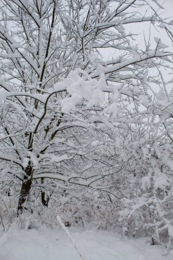 Kar fırtınası ve kar yağışı. Şehir parkındaki güzel kar manzarası. Ormanda kış. Yeni yıl manzarası. Ağaçlarda taze kar..