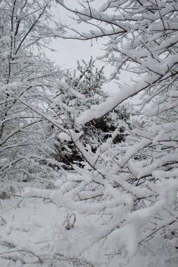 Kar fırtınası ve kar yağışı. Şehir parkındaki güzel kar manzarası. Ormanda kış. Yeni yıl manzarası. Ağaçlarda taze kar..