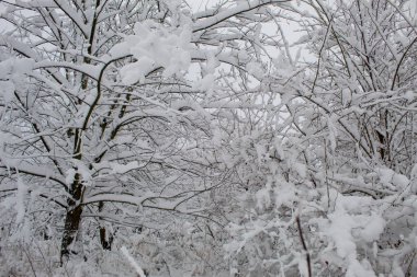 Kar fırtınası ve kar yağışı. Şehir parkındaki güzel kar manzarası. Ormanda kış. Yeni yıl manzarası. Ağaçlarda taze kar..
