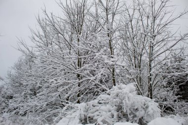 Kar fırtınası ve kar yağışı. Şehir parkındaki güzel kar manzarası. Ormanda kış. Yeni yıl manzarası. Ağaçlarda taze kar..