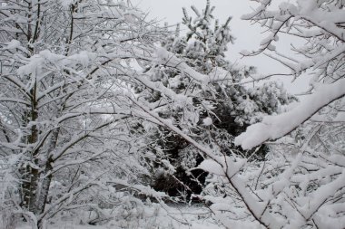 Kar fırtınası ve kar yağışı. Şehir parkındaki güzel kar manzarası. Ormanda kış. Yeni yıl manzarası. Ağaçlarda taze kar..