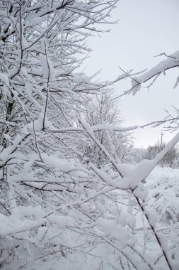 Bir sürü kar ve güzel Noel ağaçlarıyla kışın Noel manzarası. Karda ağaçlar birbirine yakın. Şehir parkındaki karlı kış manzarası.