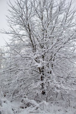 Bir sürü kar ve güzel Noel ağaçlarıyla kışın Noel manzarası. Karda ağaçlar birbirine yakın. Şehir parkındaki karlı kış manzarası.
