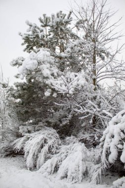 Bir sürü kar ve güzel Noel ağaçlarıyla kışın Noel manzarası. Karda ağaçlar birbirine yakın. Şehir parkındaki karlı kış manzarası.