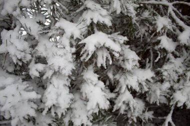 Bir sürü kar ve güzel Noel ağaçlarıyla kışın Noel manzarası. Karda ağaçlar birbirine yakın. Şehir parkındaki karlı kış manzarası.