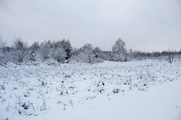 Kar fırtınası ve kar yağışı. Şehir parkındaki güzel kar manzarası. Ormanda kış. Yeni yıl manzarası. Ağaçlarda taze kar..
