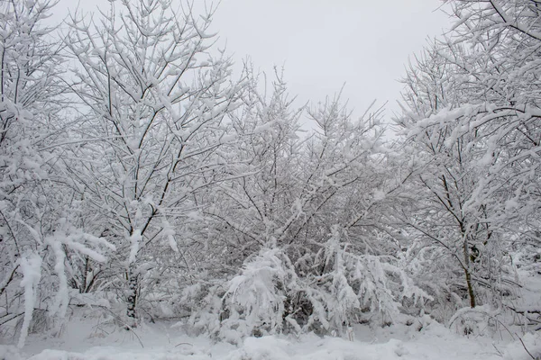 Sněhová Vánice Sníh Krásná Zimní Zasněžená Krajina Městském Parku Zima — Stock fotografie