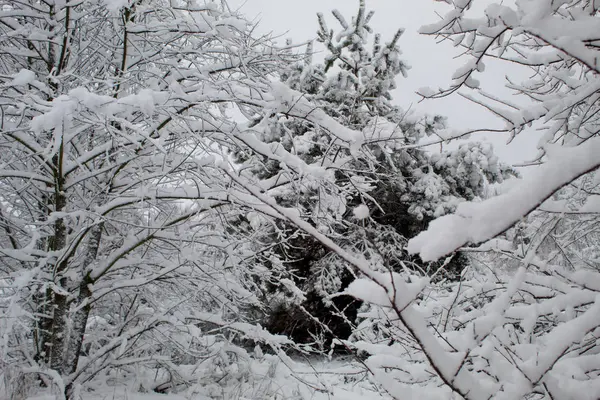 Kar fırtınası ve kar yağışı. Şehir parkındaki güzel kar manzarası. Ormanda kış. Yeni yıl manzarası. Ağaçlarda taze kar..