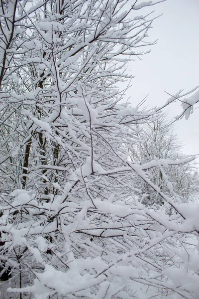 Bir sürü kar ve güzel Noel ağaçlarıyla kışın Noel manzarası. Karda ağaçlar birbirine yakın. Şehir parkındaki karlı kış manzarası.