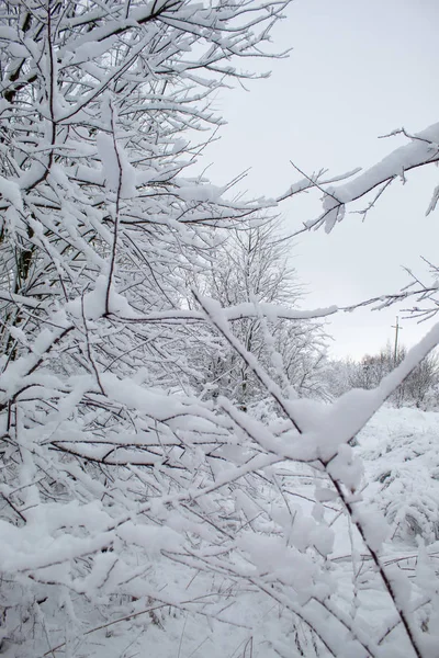 Bir sürü kar ve güzel Noel ağaçlarıyla kışın Noel manzarası. Karda ağaçlar birbirine yakın. Şehir parkındaki karlı kış manzarası.