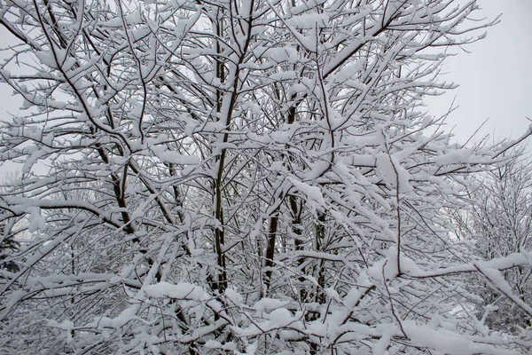 Bir sürü kar ve güzel Noel ağaçlarıyla kışın Noel manzarası. Karda ağaçlar birbirine yakın. Şehir parkındaki karlı kış manzarası.