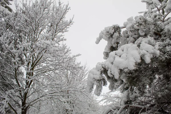 Bir sürü kar ve güzel Noel ağaçlarıyla kışın Noel manzarası. Karda ağaçlar birbirine yakın. Şehir parkındaki karlı kış manzarası.