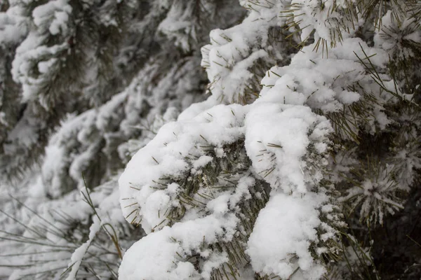 Bir sürü kar ve güzel Noel ağaçlarıyla kışın Noel manzarası. Karda ağaçlar birbirine yakın. Şehir parkındaki karlı kış manzarası.