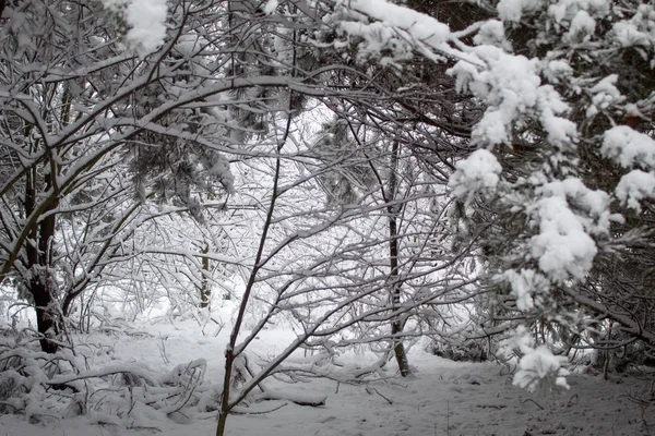 Snowy Winter Forest Snowstorm Europe Heavy Snow Storm Blizzard Beginning — Stock Photo, Image