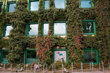 Bahçeyi düzenlemenin en iyi yolu, çok katlı bir binanın ön cephesini sarmaşık bitkisinin sarmaşığa tırmanması..