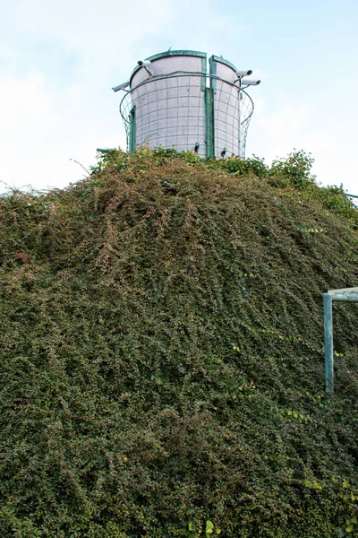 The great idea of landscaping the garden is that a climbing ivy plant surrounds the facade of a multi-story building.