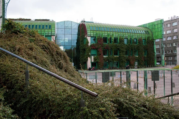 Grande Ideia Ajardinar Jardim Que Uma Planta Escalada Hera Rodeia — Fotografia de Stock