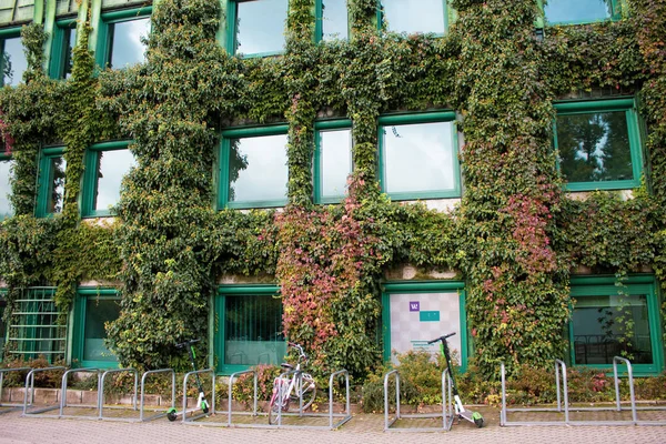 The great idea of landscaping the garden is that a climbing ivy plant surrounds the facade of a multi-story building.