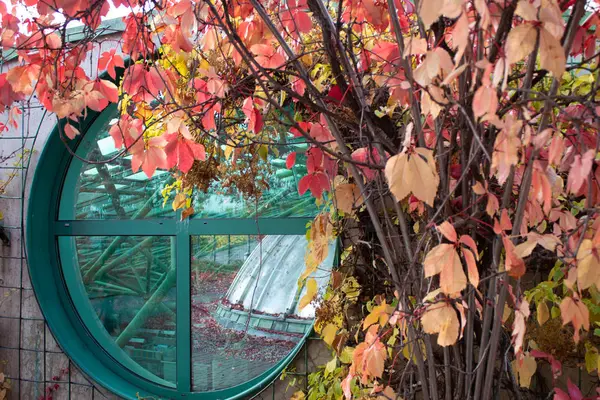 Herbstlandschaft Für Hintergrund Oder Textur Mit Blauem Holzfenster Und Herbstlichen — Stockfoto