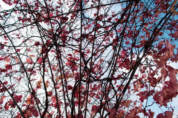 ブドウの赤 緑の葉 最も人気のあるタイプのブドウ 晴れた秋の日にクローズアップ — ストック写真