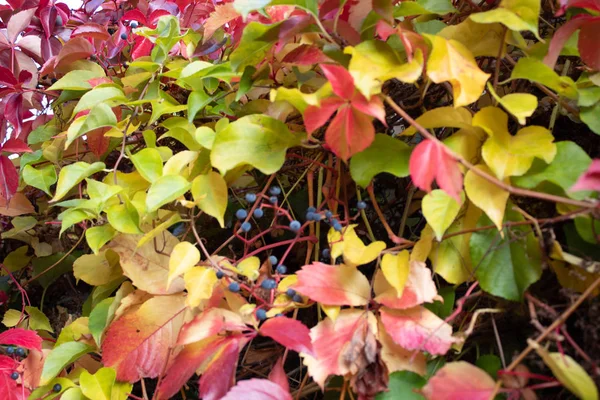 Rote Gelbe Und Grüne Blätter Von Jungtrauben Der Beliebtesten Rebsorte — Stockfoto
