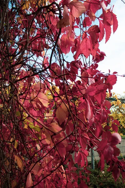 Rote Gelbe Und Grüne Blätter Von Jungtrauben Der Beliebtesten Rebsorte — Stockfoto