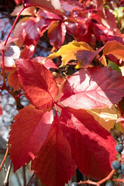 Weinbereitung Violette Trauben Und Rote Blätter Wilder Trauben Aus Nächster — Stockfoto