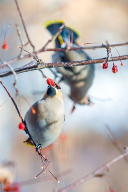 bir sürü waxwings dallar üzerinde yemek meyve kışın, yakın çekim