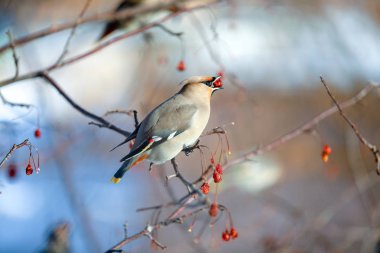 bir sürü waxwings dallar üzerinde yemek meyve kışın, yakın çekim