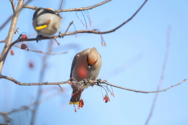 Troupeau Cires Sur Les Branches Mange Des Fruits Hiver Gros — Photo