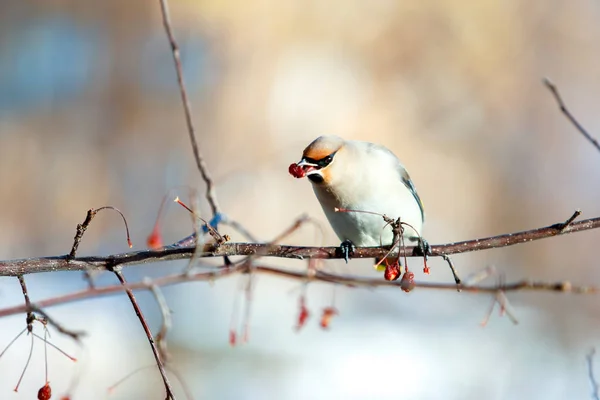 Flock Waxwings Branches Eat Fruits Winter Close — Stock Photo, Image