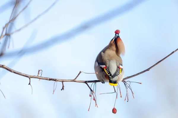 나뭇가지에 Waxwings의 무리는 겨울에 과일을 클로즈업 — 스톡 사진