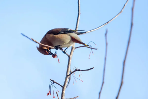 나뭇가지에 Waxwings의 무리는 겨울에 과일을 클로즈업 — 스톡 사진