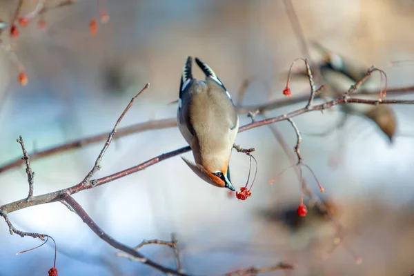 Flock Waxwings Branches Eat Fruits Winter Close — Stock Photo, Image