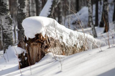Huş ağacı, yakın çekim kar düşmüş