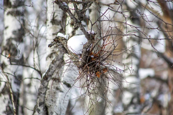 Nid d'oiseau dans la forêt d'hiver — Photo