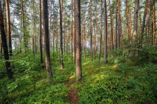 Tallskog av de sydliga Uralsna — Stockfoto
