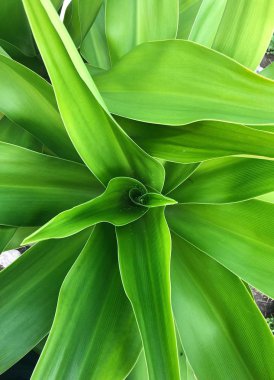 Hb1 hazır Vsco ile işlenmiş