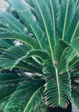   Vietnam 'da eğreltiotu. Sağ kıyısında Nha Trang.