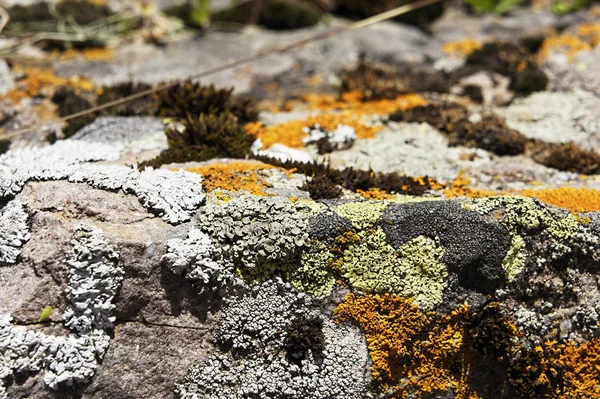 Liquen Colorido Las Piedras Las Montañas —  Fotos de Stock