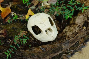 Beyaz kafatası kaplumbağa doğal