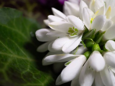 Beyaz kardelen yakın çekim