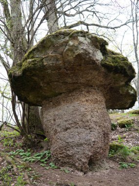 taş mantar anceient, orman