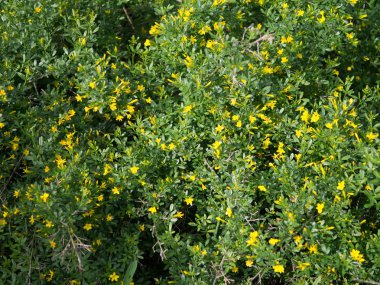 Yeşil yapraklı sarı küçük çiçekler