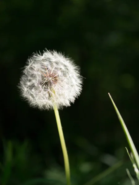 Maskros Vit Blomma Makro — Stockfoto