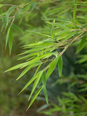 yeşil saz yaprakları yakın