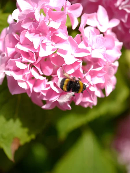 Méh Rózsaszín Virág Természet Makró — Stock Fotó