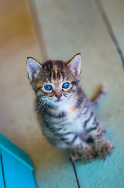 Tabby Kitten Siedzi Drewnianej Podłodze — Zdjęcie stockowe